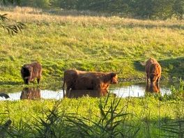 Local cows cooling off!