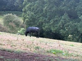 Cows in the end field