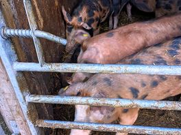 Pigs