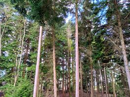 Walking through the woods