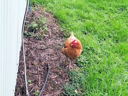 A good morning welcome from this cheeky lady.