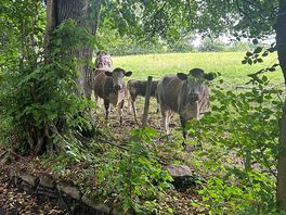 Some cows!