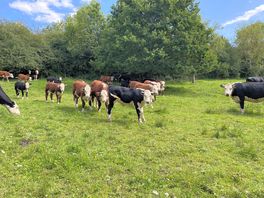 Horwood farm