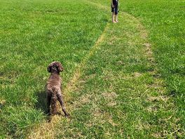 Dog field.