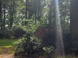 Lovely wooded area to camp in. we had the option of field camping or woodland.