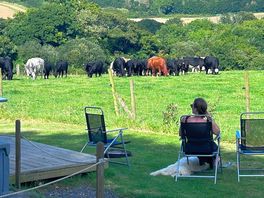 Cows