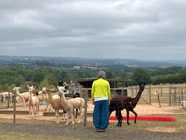 You can commune with alpacas