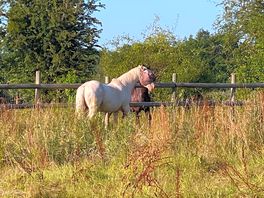 Idyllic rural location