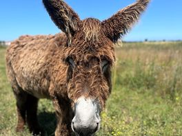 Local donkeys along one of the many cycle routes