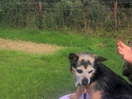 Dog chilling