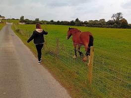 Friendly horses