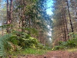 Walks