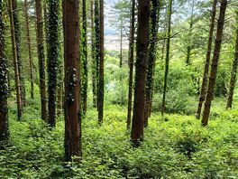 Lovely forest walk