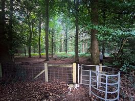 Woodland walk. easy walking distance from campsite.