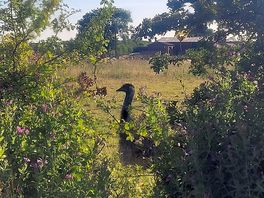 Emu next door!