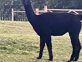 Curious alpacca