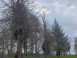 Trees