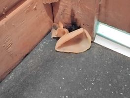 The weird growth in the loos?