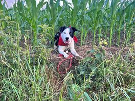 Dippy playing hide and seek 🤣