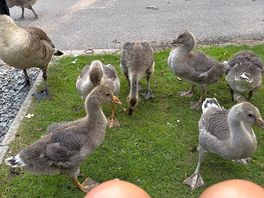 Ducks at my feet