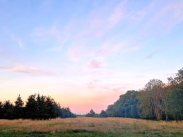Meadow view