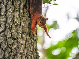 Squirrel coming down a tree by the hut