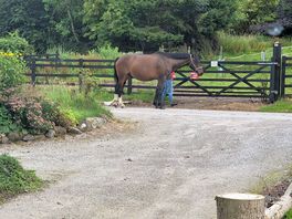 Owners horse