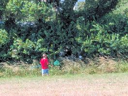 Butterfly hunting