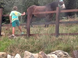 Horses