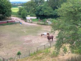 Sheep and horses to watch