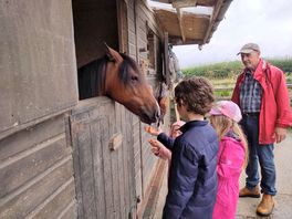 Here's my son's favourite horse, brownie