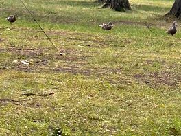 Unser tierischer besuch auf unseren standplatz 😘