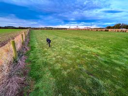 Dog walking field