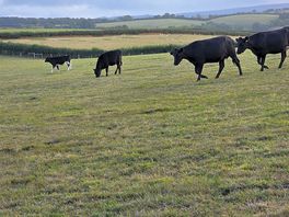 Loved the cows.