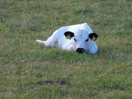 Another farm animal