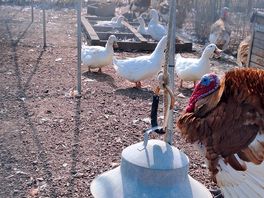 Chickens,ducks and turkeys
