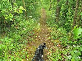 Walks