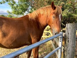 Suffolk punch
