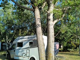 Pitch under the trees