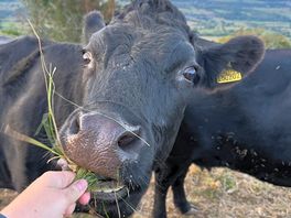 Local cows and animals