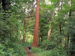 Brockhampton woods