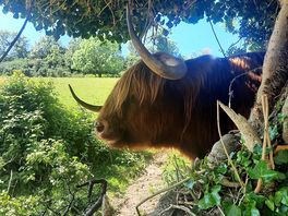Lovely highland cattle