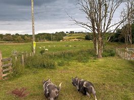 Pigs!