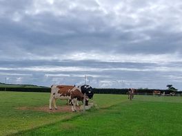 Cows