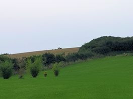 Scenic