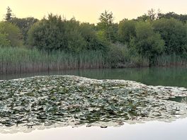 Lake and lilly pads