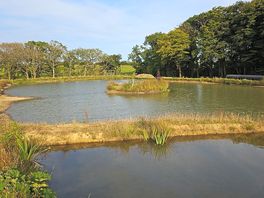 Bottom fishing g pond