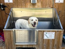 Spotless doggie after her visit to the spa