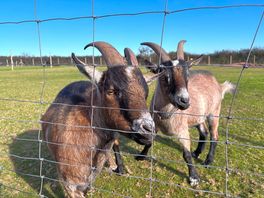 Goats