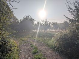Misty morning through the apple trees.